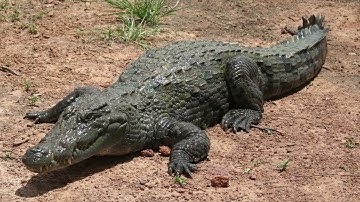 PB | Class 4 | EVS | Chapter 14 | Jiw Jantuyan Da Avas (PSEB)