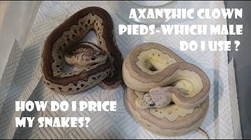 How do I Price my snakes? Plus VPI Axanthic Clown Pied Project - which male to I use?