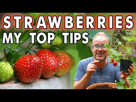 Vídeo: Seascape Strawberry Care: Cultivando morangos Seascape em casa