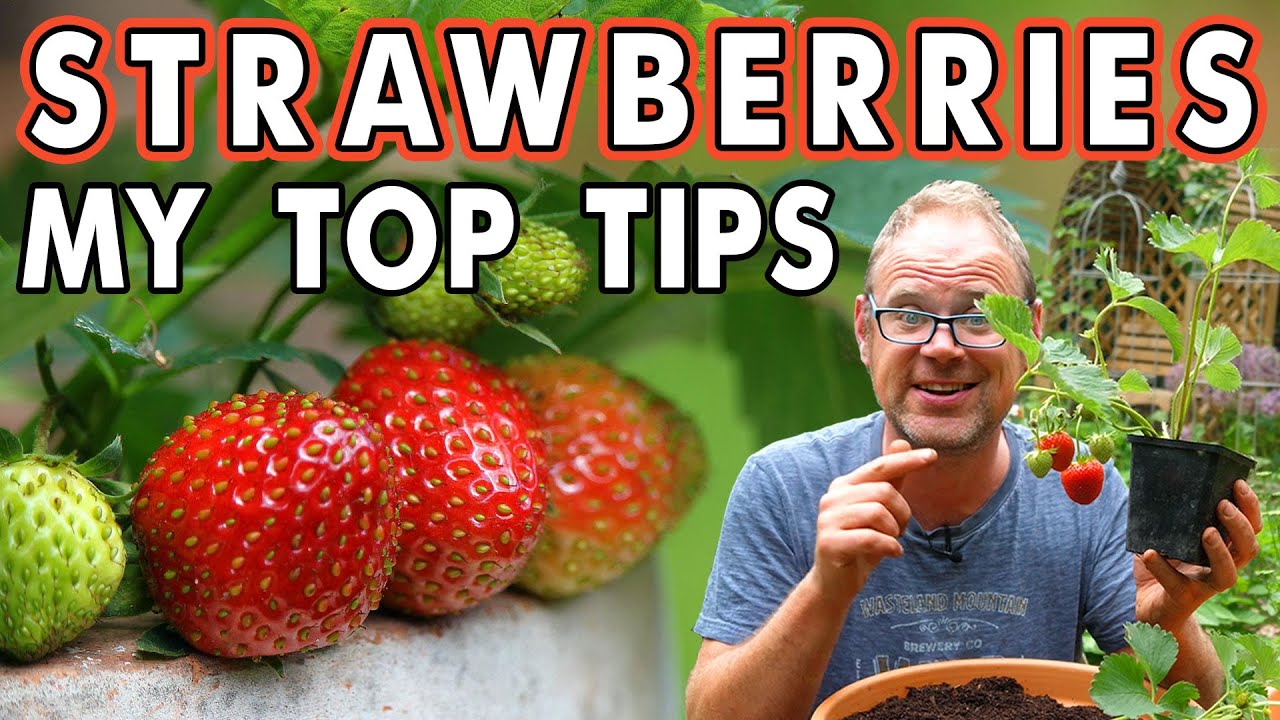 If You Plant A Strawberry Top Will It Grow A Strawberry?  