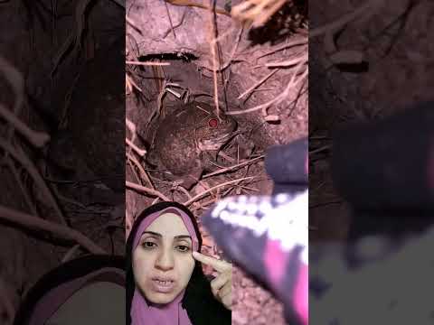 حيوان عينه لونه احمر