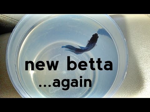 video phone beyonce mp3 New Betta Fish... Again!