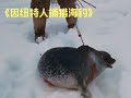 因紐特人老布一家集體捕獵海豹,食用脂肪能為身體補充充足的熱量 #因纽特,海豹,捕猎,脂肪,生存,老布