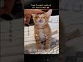 Top 5 Cutiest Cats Ever 😻✨ | You Won’t Stop Smiling!