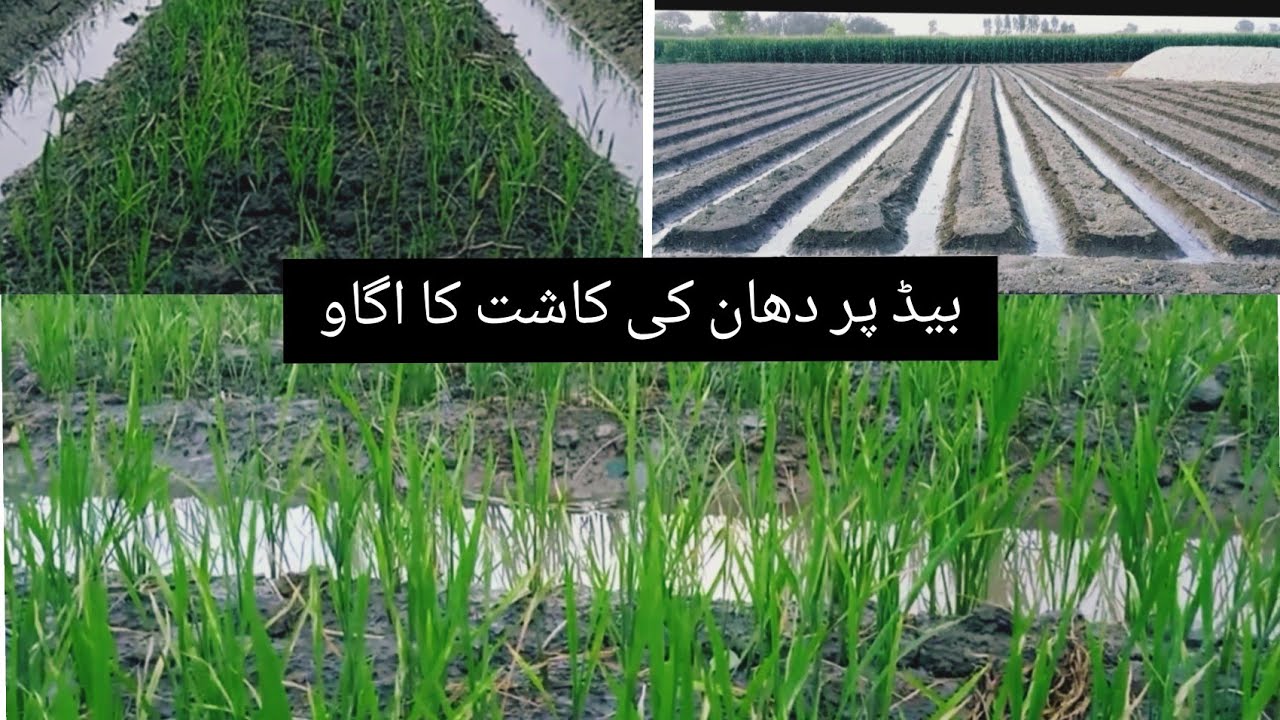 How to grow rice on ridge pakistan.Rice cultivation from ridge. - YouTube