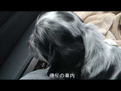 イングリッシュコッカー チャーリーお迎え日