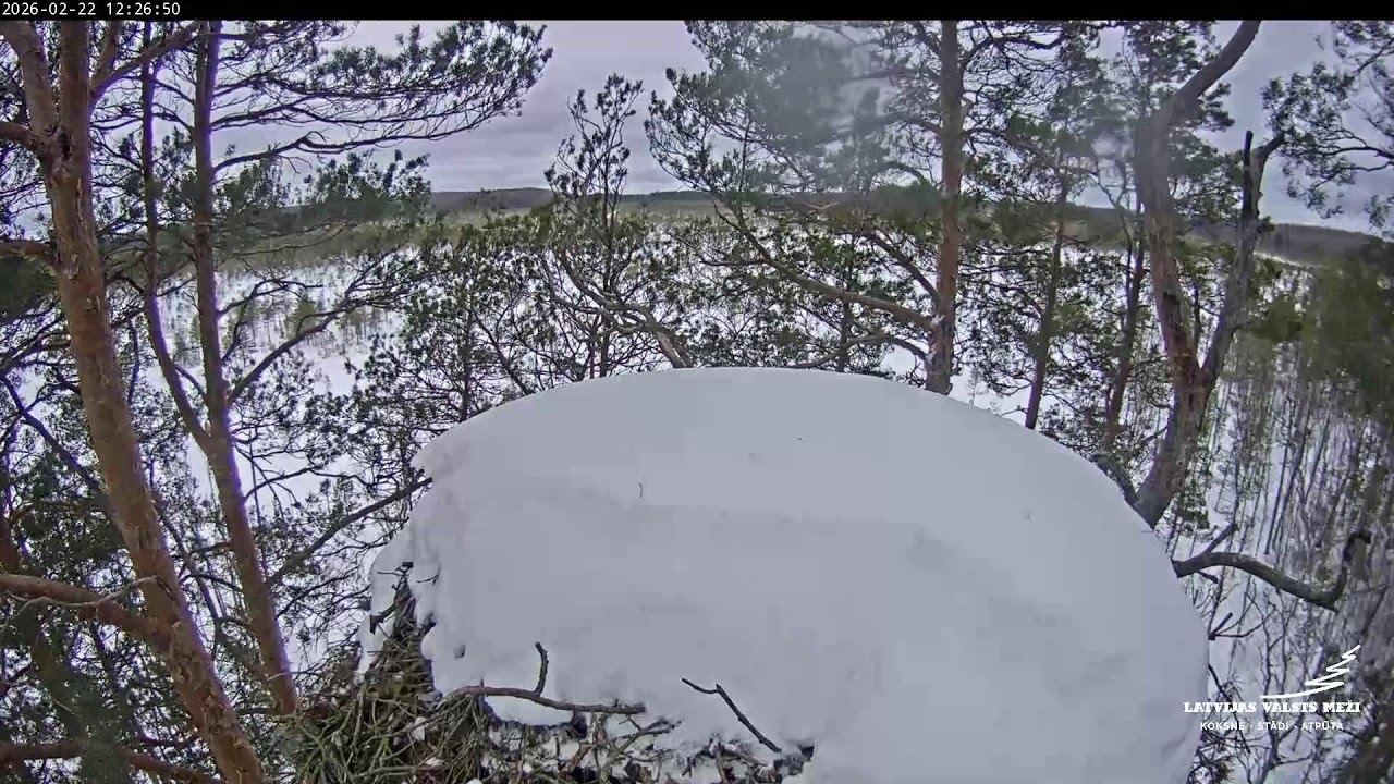 LVM Klinšu ērglis - Golden Eagle