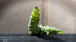 Caterpillar Spins Cocoon - Cecropia Silk Moth