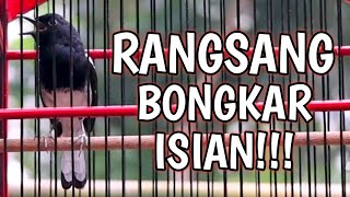 RANGSANG EMOSI KACER.KACER BONGKAR ISIAN.KACER EMOSI TINGGI