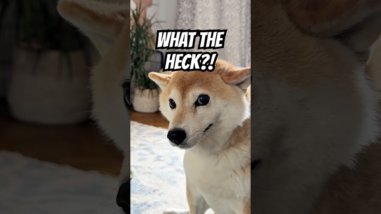 Shiba makes GOOSE HONK noises (Reverse sneezing!) 