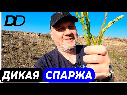 ОХОТНИКИ ЗА СПАРЖЕЙ! ГДЕ РАСТЕТ ДИКАЯ СПАРЖА? ЧЕМ ПОЛЕЗНА СПАРЖА? КАК ПРИГОТОВИТЬ ДИКУЮ СПАРЖУ?