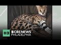 Escaped wildcat spotted near Berks County Memorial Gardens