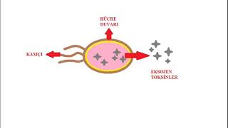 Eksojen Ve Endojen Bakteri Toksinleri Exogenous And Endogenous Bacterial Toxins.
