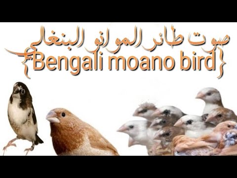 صوت طائر الموانو البنغالي