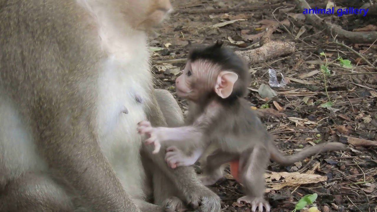 Lovely baby monkey Copper is 10 days old trying to walk