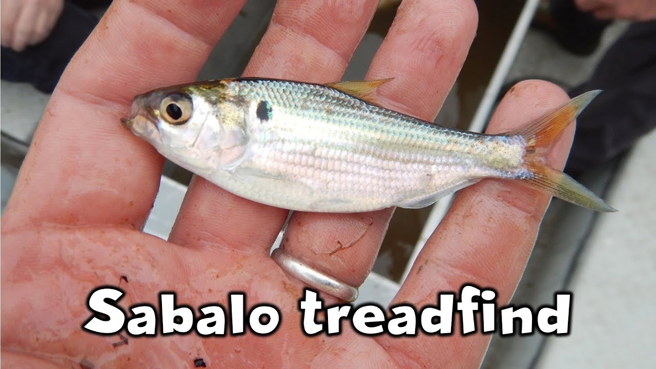 Dorosoma petenense | PEZ SABALO TREADFIND Cuidados y Alimentación | AcuariosLP