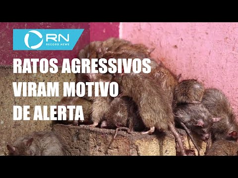 Ratos agressivos viram motivo de alerta 