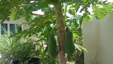 Dwarf papaya trees easy to grow fresh fruit and only 2 meters high  (Red Lady) papaya