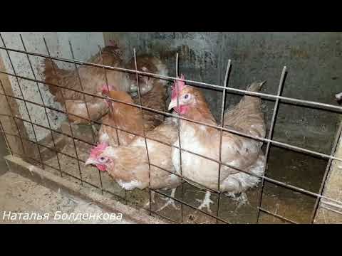 Осушитель подстилки. Волшебный порошок. Осушитель подстилки. Волшебный порошок.