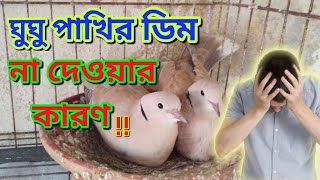 ঘুঘু পাখির ডিম না দেওয়ার কারন বা ডিম দিলে জমে না।ঘুঘু পাখি পালন পদ্ধতি।dove farming in bangladesh