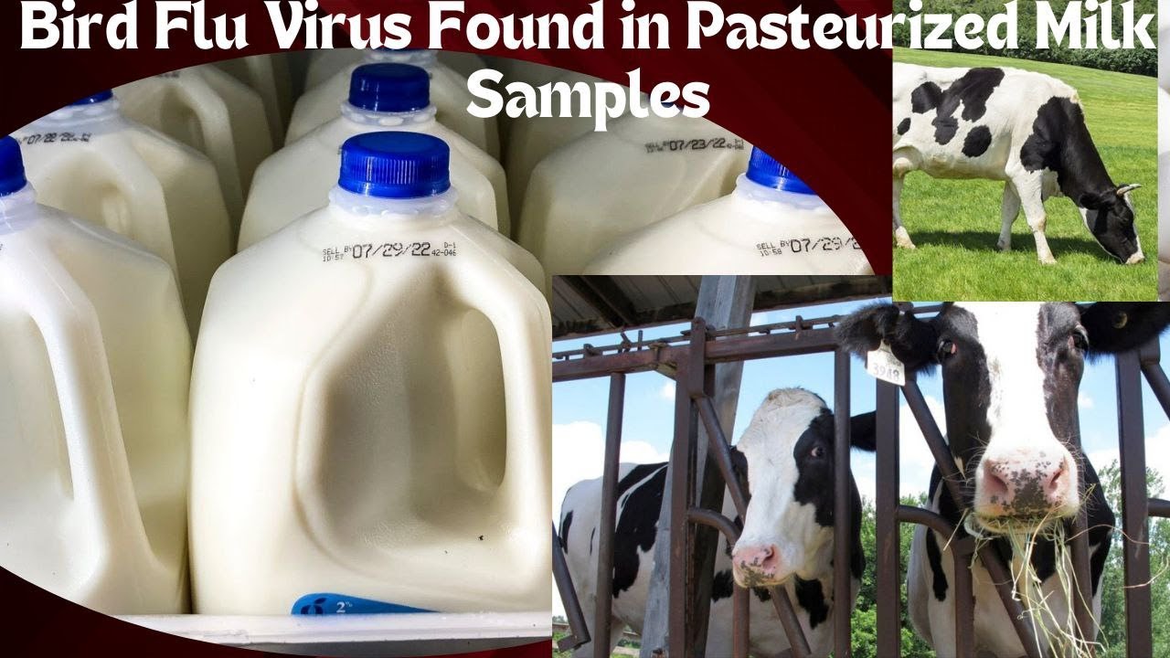 Bird Flu Virus Found in Pasteurized Milk Samples: FDA Update - YouTube