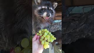 Тихон тоже любит виноград #енотилюша #животные #помощьбездомнымживотным #ямыилюша