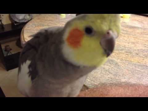 Video: Kā Pieradināt Cockatiel