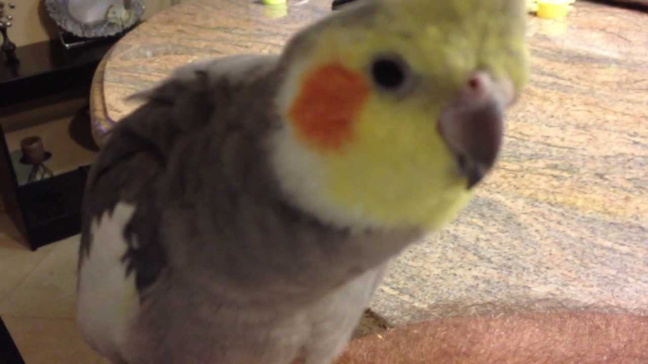 cockatiel paraziták