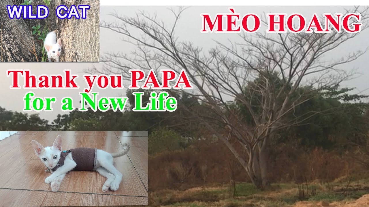The Cat Thank you Dad for a new life | Rescue kittens 