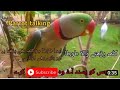 Parrot Talking کلمہ پڑھنے والا طوطا Parrot Parrot Talking کلمہ پڑھنے والا طوطا Parrot