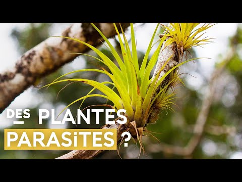 Vidéo: Où se trouvent les épiphytes ?