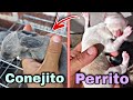 Nuevos PERRITOS Y GAZAPOS 🐶🐰 || Donde están mis RATAS?