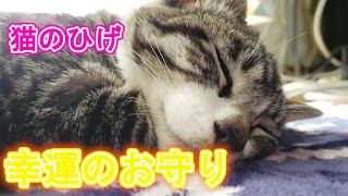 【猫雑学】猫のひげが落ちていた？それって幸運のお守りですよ！