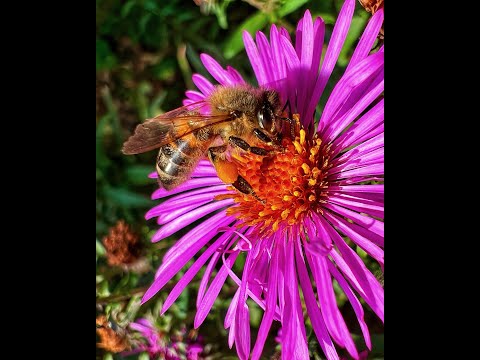 Что может макро на iPhone 13 Pro #Shorts