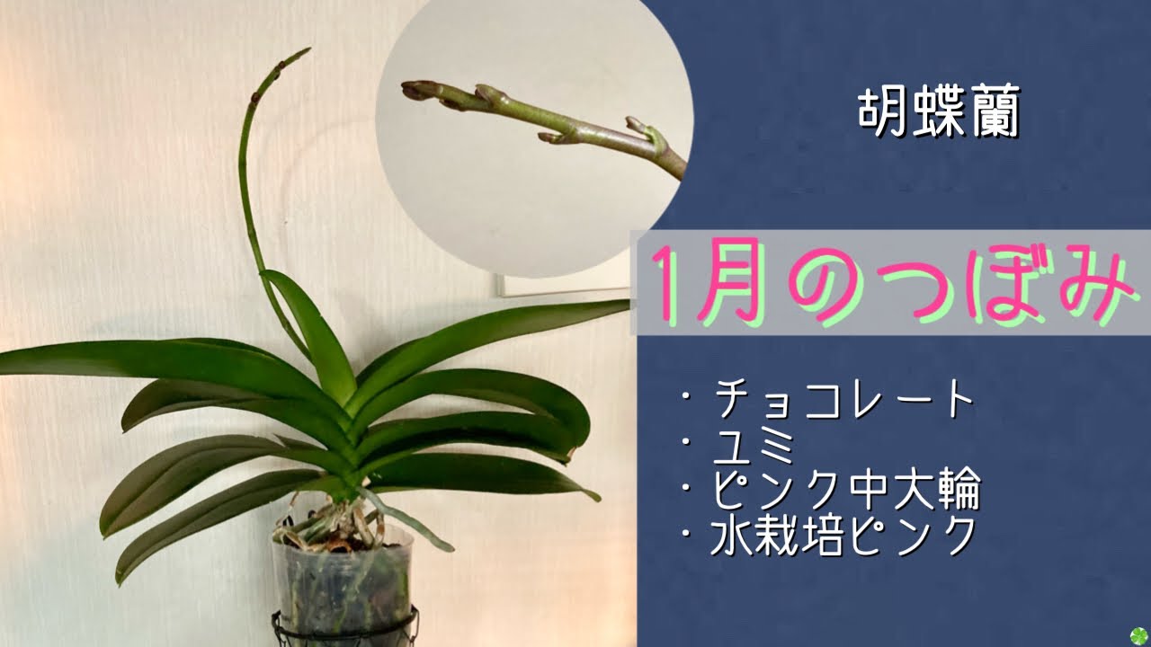 胡蝶蘭4 産地直送】椎名洋ラン園 ミディ胡蝶蘭4号鉢2本立ち｜淡いピンク系