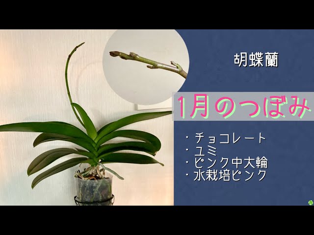 January 6, 2026: Introducing four Phalaenopsis orchids with buds