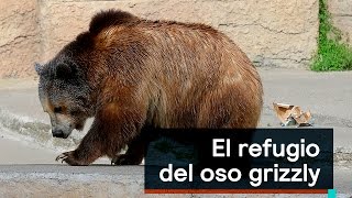 Por el Planeta El refugio del oso grizzly - Despierta con Loret