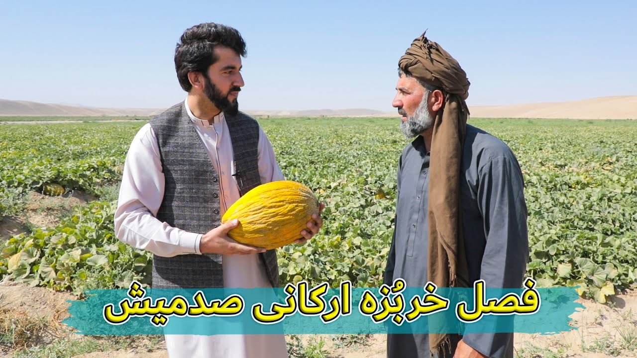 گزارش ویژه از خربُزه های ارکانی صدمیش در ولسوالی شولگره
