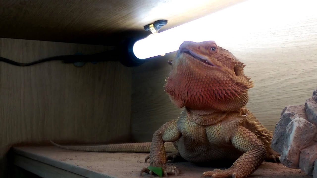 Bearded Dragon Eating watercress and mealworms YouTube