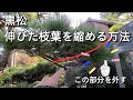 黒松の古葉をとる剪定【冬剪定】枝葉を縮めてコンパクトにするやり方