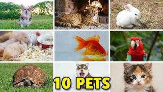 Ep.4 Learn 10 Cute Pet Animals Names with Real Pictures! | Pets for Kids & Toddlers 🐱