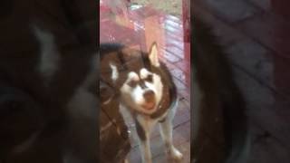 Husky Window Licker