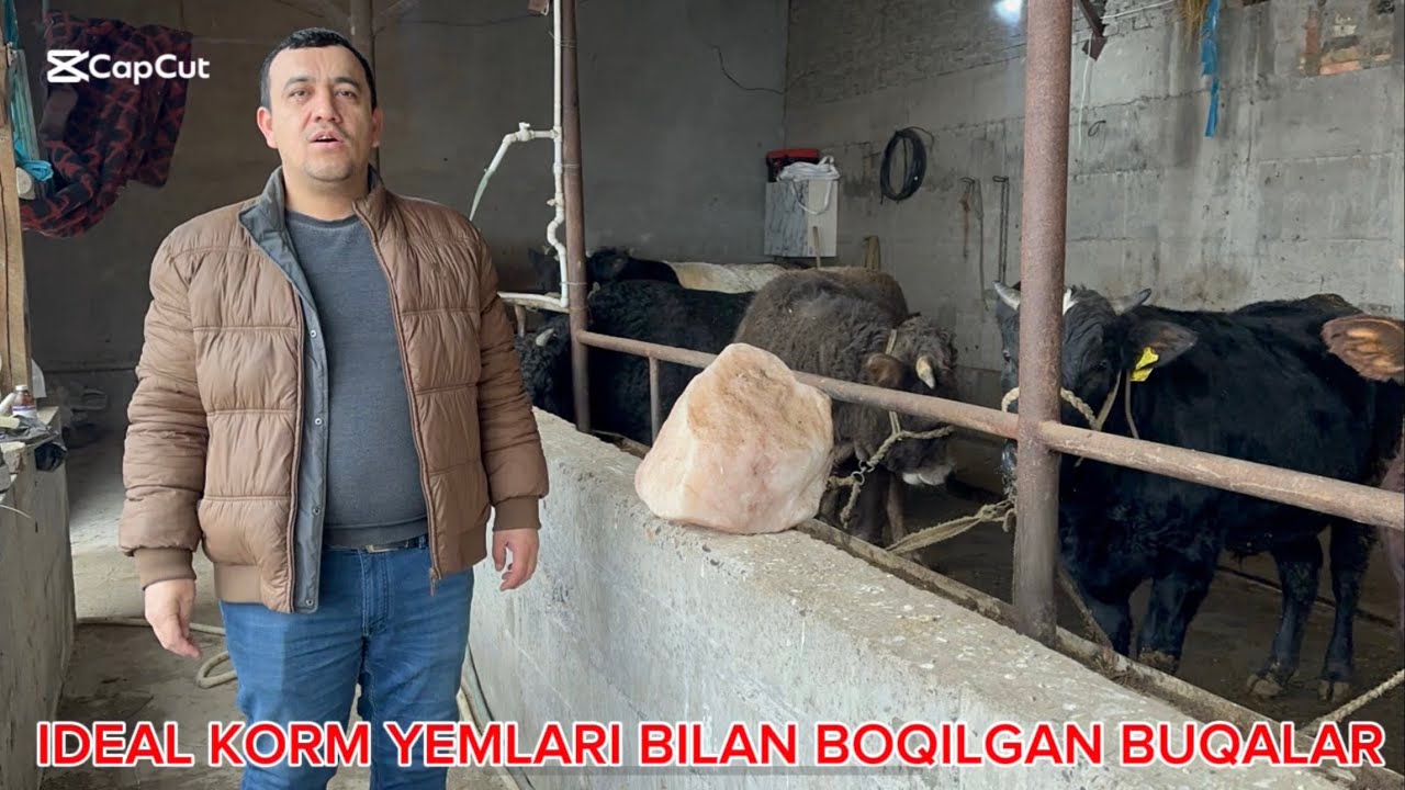 2QISM IDEAL KORM YEMLARI BILAN BOQILEYTURGA BUQALAR 30 OYIGA 2 MLN FOYDA BÕLYAPTI