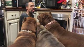 Feeding 4 GIANT pit bulls directly out of my MOUTH!!!