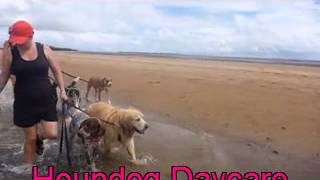 Wet & Wild Doggy Day Care   the Hound Dog Way 13 1