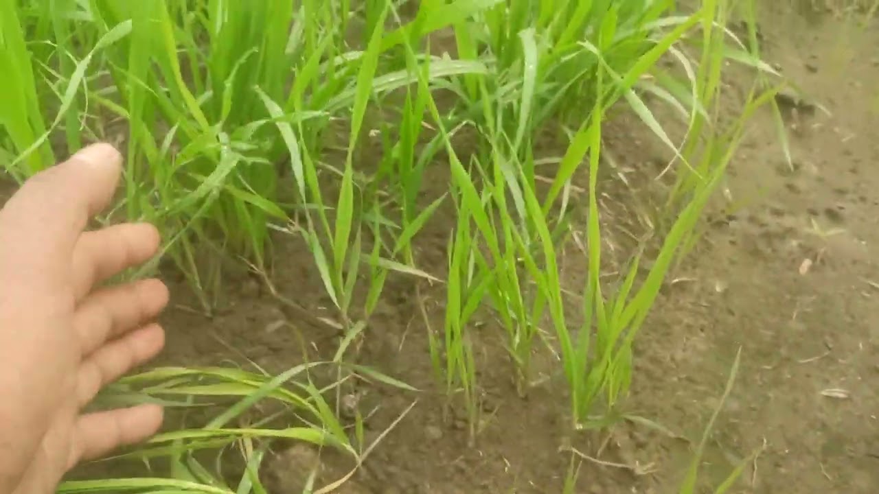 ਕਣਕ ਬੀਜਣ ਤੋਂ 24 ਘੰਟੇ ਬਾਅਦ ਕੀਤੀ ਸਪਰੇਹ ਬਾਰੇ ਜਾਣਕਾਰੀ ਸਾਂਝੀ ਕੀਤੀ ਦੋਸਤੋਂ 