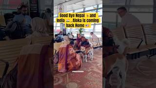 Good Bye Nepal🇳🇵and India 🇮🇳 ! Walk for Peace is coming Home 🦮 #alokathepeacedog #walkforpeace