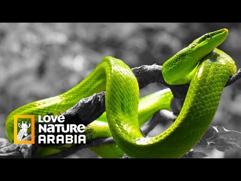 المقاتلة الصامتة افعى الشجر الخضراء   
