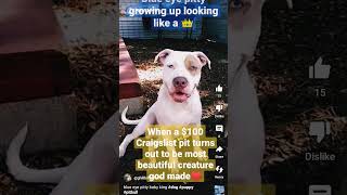 $100 craigslist pit most beautiful boy #dog #puppy #pitbull #trendingshorts
