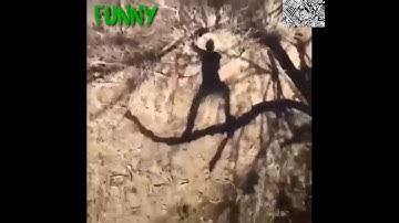 Funny guy falling off a tree branch while singing!